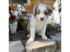 Australian Shepherd Puppy for sale in Centerville, IA, USA