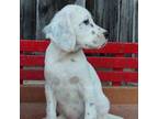 English Setter Puppy for sale in Morris, PA, USA