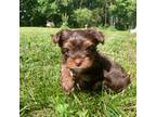 Yorkshire Terrier Puppy for sale in Harriman, TN, USA