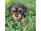Yorkshire Terrier Puppy for sale in Harriman, TN, USA