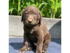 Labrador Retriever Puppy for sale in Wake Forest, NC, USA