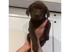 Labrador Retriever Puppy for sale in Wake Forest, NC, USA