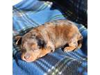 Mutt Puppy for sale in Reno, NV, USA