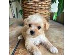 Mutt Puppy for sale in Royal Palm Beach, FL, USA