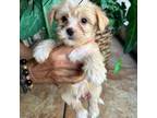 Mutt Puppy for sale in Royal Palm Beach, FL, USA
