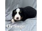Bernese Mountain Dog Puppy for sale in Wrens, GA, USA