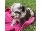 Mutt Puppy for sale in Centralia, MO, USA