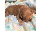 Cavapoo Puppy for sale in Centralia, MO, USA