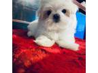 Maltese Puppy for sale in Walnut Ridge, AR, USA