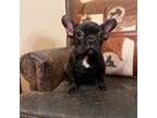 French Bulldog Puppy for sale in Moyers, OK, USA