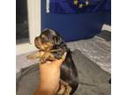 Yorkshire Terrier Puppy for sale in Meriden, CT, USA