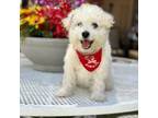 Poodle (Toy) Puppy for sale in Mojave, CA, USA