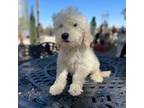 Goldendoodle Puppy for sale in Mojave, CA, USA