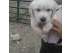 Golden Retriever Puppy for sale in South Whitley, IN, USA