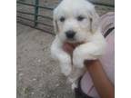 Golden Retriever Puppy for sale in South Whitley, IN, USA