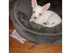 Chihuahua Puppy for sale in Norfolk, VA, USA