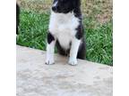 Shetland Sheepdog Puppy for sale in Marion, TX, USA