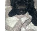 Poodle (Toy) Puppy for sale in Florence, AZ, USA
