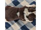 English Springer Spaniel Puppy for sale in Ionia, IA, USA