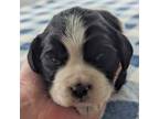 English Springer Spaniel Puppy for sale in Ionia, IA, USA