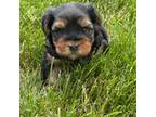 Yorkshire Terrier Puppy for sale in Niles, MI, USA