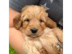 Mutt Puppy for sale in Cambridge, MN, USA