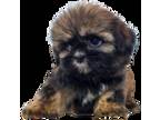 Shih Tzu Puppy for sale in San Diego, CA, USA