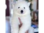 Samoyed Puppy for sale in La Puente, CA, USA