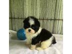 Shih-Poo Puppy for sale in Byhalia, MS, USA