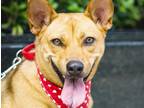 Adopt Amila a Black - with Brown, Red, Golden, Orange or Chestnut Mixed Breed