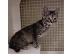 Dutchess Domestic Shorthair Kitten Female