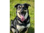 Adopt Adam a Black - with Tan, Yellow or Fawn Rottweiler / Shepherd (Unknown