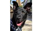 Adopt Milo a Black Labrador Retriever / Italian Greyhound / Mixed dog in El