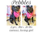 Adopt Pebbles a American Pit Bull Terrier / Mixed dog in Albany, GA (34196158)
