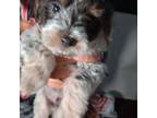 Shih-Poo Puppy for sale in Surprise, AZ, USA