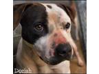 Adopt Doziah a American Pit Bull Terrier / Mixed dog in El Dorado, AR (34294606)