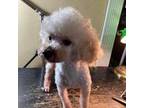 Poodle (Toy) Puppy for sale in Pineville, LA, USA