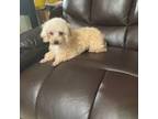 Poodle (Toy) Puppy for sale in Pineville, LA, USA