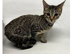 Stonely, Domestic Shorthair For Adoption In Brooklyn, New York