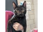 Phobos, Domestic Shorthair For Adoption In Des Moines, Iowa