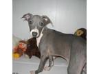 Italian Greyhound Puppy for sale in Calera, OK, USA