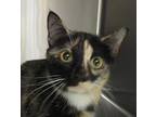 Pear, Domestic Shorthair For Adoption In Raleigh, North Carolina