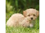 Maltipoo Puppy for sale in Strongsville, OH, USA
