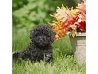Mutt Puppy for sale in Strongsville, OH, USA