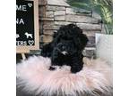 Shih-Poo Puppy for sale in Strongsville, OH, USA