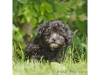 Shih-Poo Puppy for sale in Strongsville, OH, USA