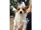 Theodore, Jack Russell Terrier For Adoption In Windsor, Colorado