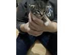 Twinkle Toes, Domestic Shorthair For Adoption In Steinbach, Manitoba
