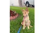 Golden Retriever Puppy for sale in Rosharon, TX, USA