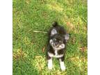 Chihuahua Puppy for sale in Milledgeville, GA, USA